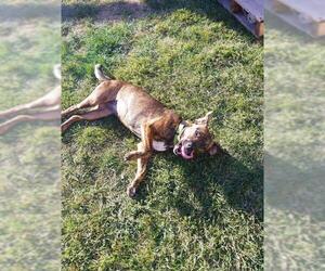 Labrador Retriever Dogs for adoption in Belleuve, NE, USA
