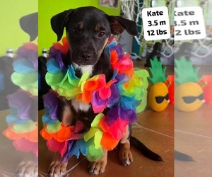Chihuahua-Labrador Retriever Mix Dogs for adoption in Virginia Beach, VA, USA