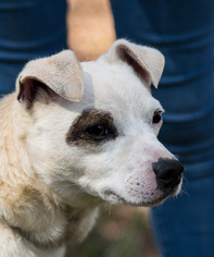 Chihuahua Dogs for adoption in Clarkesville, GA, USA