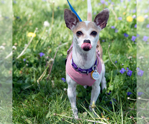 Chihuahua Dogs for adoption in Franklin, IN, USA