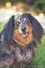 Dachshund Dogs for adoption in Salt Lake City, UT, USA