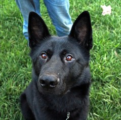 German Shepherd Dog Dogs for adoption in Raleigh, NC, USA