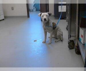 American Pit Bull Terrier Dogs for adoption in Fayetteville, NC, USA