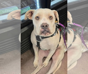 Bulldog-Staffordshire Bull Terrier Mix Dogs for adoption in Des Moines, IA, USA