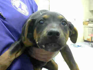 Doberman Pinscher Dogs for adoption in Conroe, TX, USA
