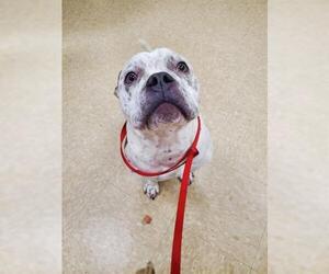 Bulldog-Unknown Mix Dogs for adoption in Springfield, MA, USA
