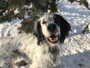 English Setter Dogs for adoption in Palmer, AK, USA