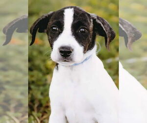 Labbe Dogs for adoption in Princeton, MN, USA