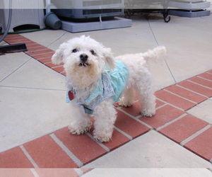 Maltese Dogs for adoption in Imperial Beach, CA, USA