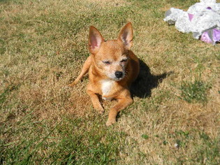 Chiranian Dogs for adoption in Custer, WA, USA