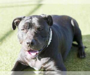 American Bandogge mastiff Dogs for adoption in Placerville, CA, USA