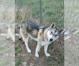 Siberian Husky-Unknown Mix Dogs for adoption in Scottsboro, AL, USA