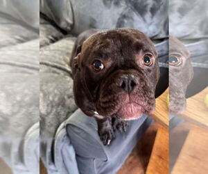 Bulldog-Unknown Mix Dogs for adoption in Germantown, OH, USA
