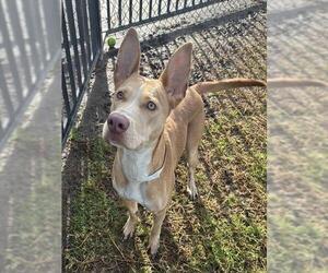 Mutt Dogs for adoption in Riverside, CA, USA