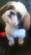 Small Shih Tzu