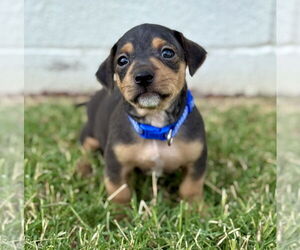 Chiweenie Dogs for adoption in OKLAHOMA CITY, OK, USA