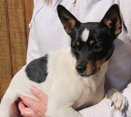 Rat Terrier Dogs for adoption in Prattville, AL, USA