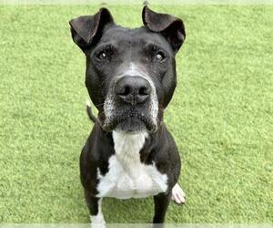 American Staffordshire Terrier Dogs for adoption in Raleigh, NC, USA