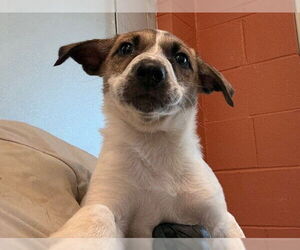 Mutt Dogs for adoption in Pueblo, CO, USA