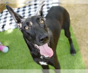 German Shepherd Dog-Great Dane Mix Dogs for adoption in Tallahassee, FL, USA