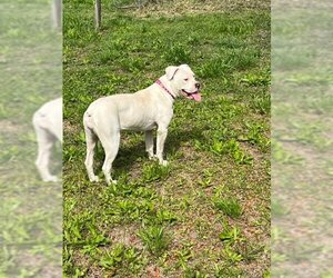 American Bulldog Dogs for adoption in Eastman, GA, USA