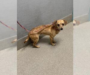 Chihuahua-Unknown Mix Dogs for adoption in Las Vegas, NV, USA