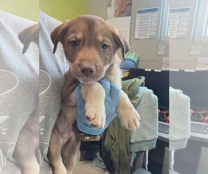 Labsky Dogs for adoption in SHERBURNE, NY, USA