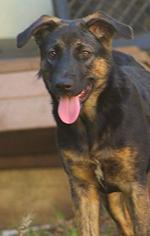 Shepradors Dogs for adoption in Palm Harbor, FL, USA