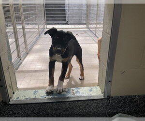 Black Mouth Cur-Unknown Mix Dogs for adoption in Brewster, MA, USA