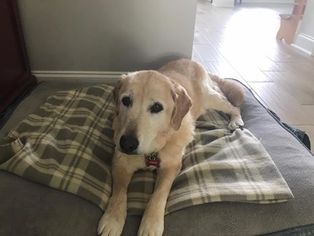 Labrador Retriever Dogs for adoption in charleston, SC, USA