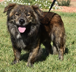 Welsh Cardigan Corgi Dogs for adoption in Palo Alto, CA, USA