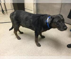 Mutt Dogs for adoption in Riverside, CA, USA