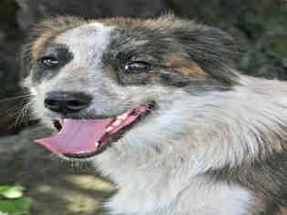 Australian Shepherd Dogs for adoption in Lufkin, TX, USA