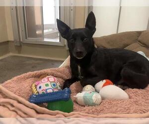 Chihuahua Dogs for adoption in Berkeley , CA, USA