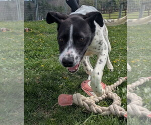 Boxer-Pointer Mix Dogs for adoption in Westminster, MD, USA
