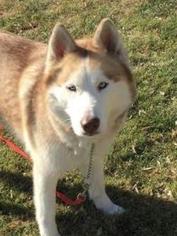Alaskan Husky Dogs for adoption in Lake Forest, CA, USA