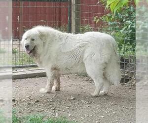 Great Pyrenees Dogs for adoption in Whitewright, TX, USA
