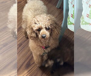 Poodle (Miniature) Dogs for adoption in Sioux Falls, SD, USA