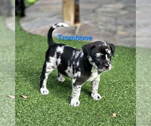 Australian Shepherd-Border Terrier Mix Dogs for adoption in Mission Viejo, CA, USA