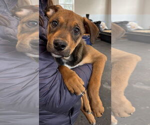 Labrador Retriever-Unknown Mix Dogs for adoption in Clarkston, MI, USA