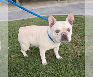 French Bulldog Dogs for adoption in Long Beach, CA, USA