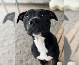 Mutt Dogs for adoption in Woodland, CA, USA