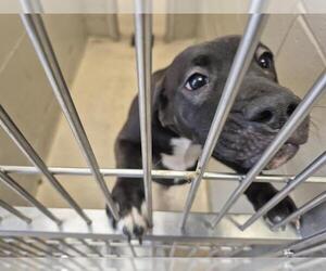 American Pit Bull Terrier-Unknown Mix Dogs for adoption in Decatur, IL, USA