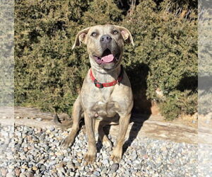 Bulldog Dogs for adoption in Albuquerque, NM, USA