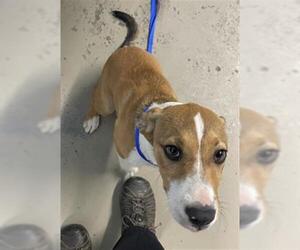 Mutt Dogs for adoption in Tallahassee, FL, USA