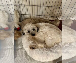 Maltese Dogs for adoption in Redmond, WA, USA