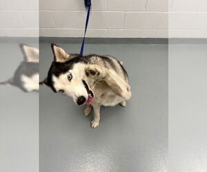 Siberian Husky Dogs for adoption in St. Cloud, FL, USA