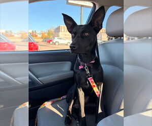 Labrador Retriever-Unknown Mix Dogs for adoption in Lakewood, CO, USA