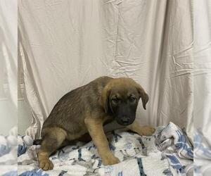 German Shepherd Dog Dogs for adoption in Modesto, CA, USA