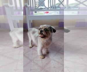 Shih Tzu Dogs for adoption in Seven Valleys, PA, USA